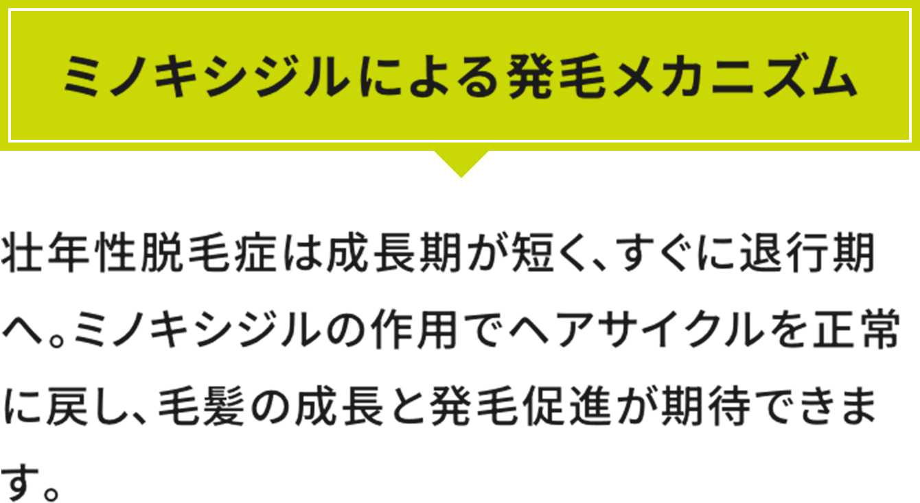 ミノキシジルによる発毛メカニズム壮年性脱毛症は成長期が短く、すぐに退行期へ。ミノキシジルの作用でヘアサイクルを正常に戻し、毛髪の成長と発毛促進が期待できます。