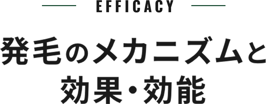EFFICACY発毛のメカニズムと効果・効能